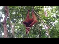 Download Lagu Anak orang utan jatuh dari pohon