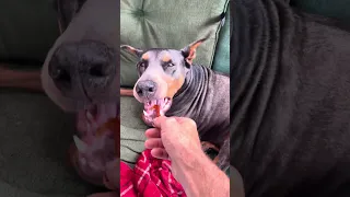 #fyp #dream #doberman #pets #youtube