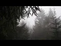 Relaxing Forest Rain Sounds for Sleeping, Relax, Study,... / 6 Hours Sounds of Rain