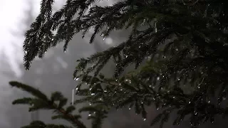 Relaxing Forest Rain Sounds For Sleeping Relax Study 6 Hours Sounds Of Rain 