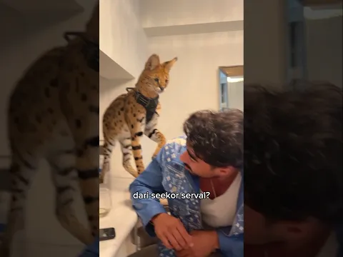 Serval Ini Membalas Pria Yang Memanjakannya 🐆