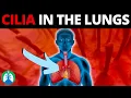 Respiratory Cilia Medical Definition Quick Explainer