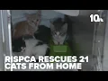 Rhode Island SPCA rescues more than 20 cats from Tiverton home