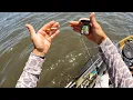 The Best Fish to Keep in NJ No Minimum Size