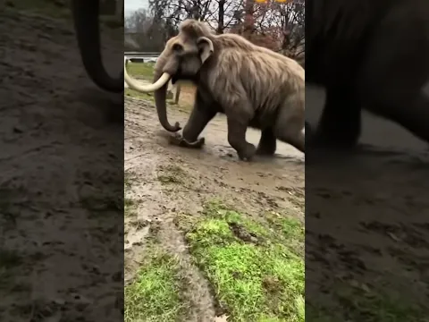 Woolly mammoth
