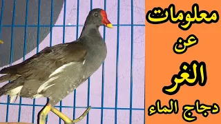 معلومات عن طائر الغر دندنها