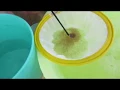 Doing Vannamei PL Fry stress test