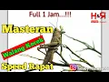 Masteran walang kecek speed rapat full 1 jam ~ hobby dan rejeki
