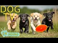 Lagu DOG TV for Dogs to Watch: Best Videos Anti-Anxiety All Day for Dogs When Home Alone - Music for Dogs