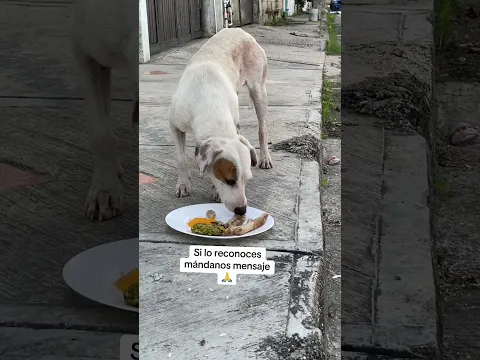 Comparte y encontremos hogar para pirata parte 7