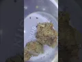 EXCLUSIVE REVIEW RED LIGHT BY COOKIES