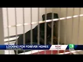 Stanislaus County Animal Shelter offers free adoptions