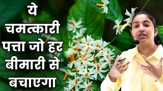 ये चमत्कारी पत्ता जो हर बीमारी से बचाएगा 😳|Parijaat Leaves Benefits|