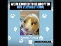 Baltimore Animal Shelter Pets Looking For a Home