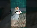 Download Lagu Burung Jawa Bernyanyi🐦🥳 #Shorts