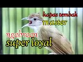 Download Lagu Master tarian menarik lawan nya untuk bunyi.burung katem kapas tembak gacor
