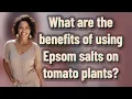 What are the benefits of using Epsom salts on tomato plants