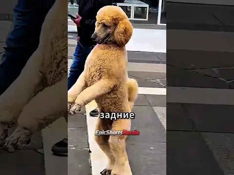 Его Походка Выглядела Странно 👻