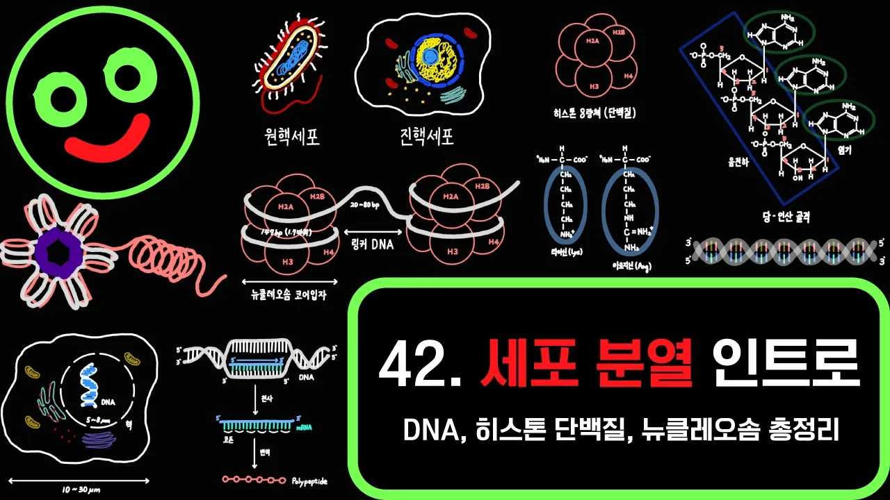 유전 파트 공부는 여기서부터 (염색체, 뉴클레오솜, 히스톤 단백질, 세포분열, 염색질) I 캠벨 생명과학 12장. 236~238p