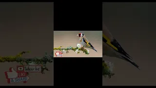 صوت الحسون البري للصيد Goldfinch Song رابط الفيديو كامل بأول تعليق 