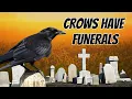 Crows and Ravens - Unveiling Funeral Rituals