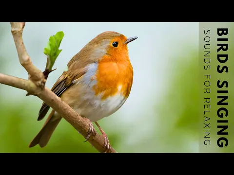 Download MP3 Beautiful Birds Singing in Forest - Relaxing Bird Sounds, Instant Relief from Stress and Anxiety