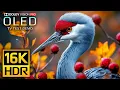 The Clarity 16K HDR 120 fps Video - Dolby Vision (8K Video) #4k #8k #hdr
