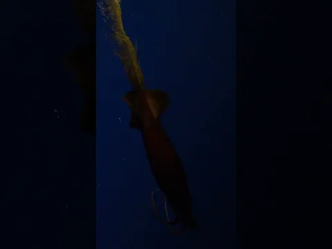 🦑 Meet Planctoteuthis sp.! 🦑