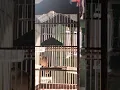 Sikatan londo betina birahi