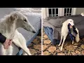 Dog Has Insanely Long Nose
