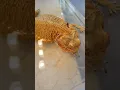 THIS CAN KILL YOUR BEARDED DRAGON AFTER A BATH