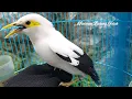 Download Lagu Masteran Burung jalak Putih Gacor Full isian | jalak Putih jantan Gacor Jinak  Main Di Tangan