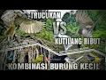 Download Lagu Suara pikat Trucukan vs Kutilang Ribut Kombinasi Burcil || Suara pikat andalanya para senior..