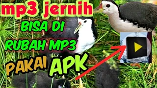 suara ruak ruak durasi panjang mp3