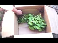 Download Lagu How to Store Geraniums Over Winter