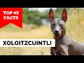 99 of Xolo Owners Don t Know This