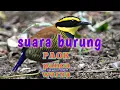 suara burung PAOK panca warna