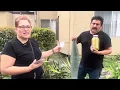 Testimonio de una clienta del jugo de Maguey agave azul