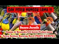 Download Lagu SUARA PIKAT BURUNG KECIL TERBUKTI AMPUH‼️KOMBINASI SUARA SOGON RIBUT DAN KEMADE RIBUT 