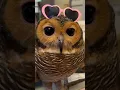 Download Lagu Rekam Burunghantu kalau ditinggal di rumah sendirian #burunghantu #animal #funny #owl