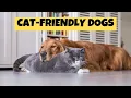 Top 10 Dog Breeds That Get Along With Cats