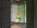 Ngeri juga Suara LB hijau ini #shorts #lovebirds