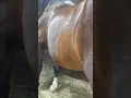 so shiny and healthy Look at that dropped belly