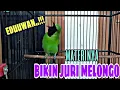 Download Lagu TEMBAKAN CUCAK IJO RASA PELATUK SAMBUNG TENGKEK