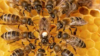 استمع لـ قوة صوت النحل طنين النحل The Sound Of Bees 