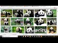 Custom Object Panda Detection Using Tensorflow object detection API