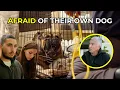 The French Bulldog That Terrified His Family | Better Human Better Dog