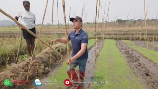Thế Nhân || Lưới Tàng Hình Bi Kịch Của Chim Trời Ở Việt Nam Lại Là Cứu Cánh Cho Mạ Giống Ở Châu Phi.