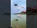 Download Lagu Aksi jaring terbang nangkap ikan dari jauh,eh burung nyamber jaring #animals #fishing #shortvideo