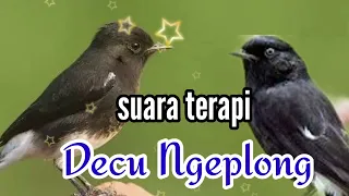 suara decu gacor ngeplong pancingan decu agar ngeplong